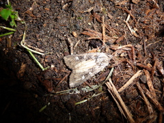 Actebia fennica