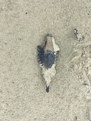 Callorhinchus milii