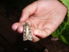 Actebia fennica