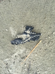 Callorhinchus milii