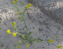 Calostephane divaricata