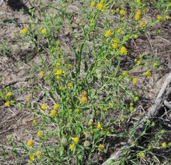 Calostephane divaricata