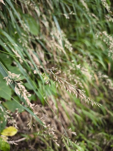 Calamagrostis sachalinensis iNat (3)