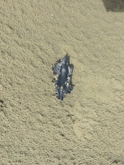 Callorhinchus milii