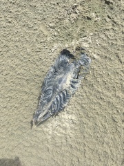Callorhinchus milii