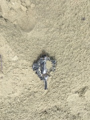 Callorhinchus milii