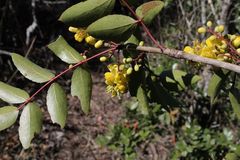 Berberis gracilis