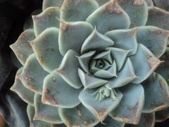 Echeveria potosina