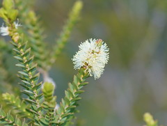 Melaleuca squarrosa