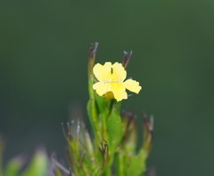 Goodenia ovata