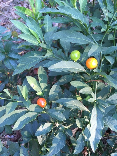 Solanum pseudocapsicum