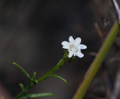 Ixodia achillaeoides