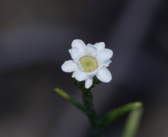 Ixodia achillaeoides