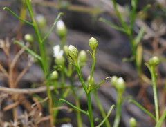 Ixodia achillaeoides