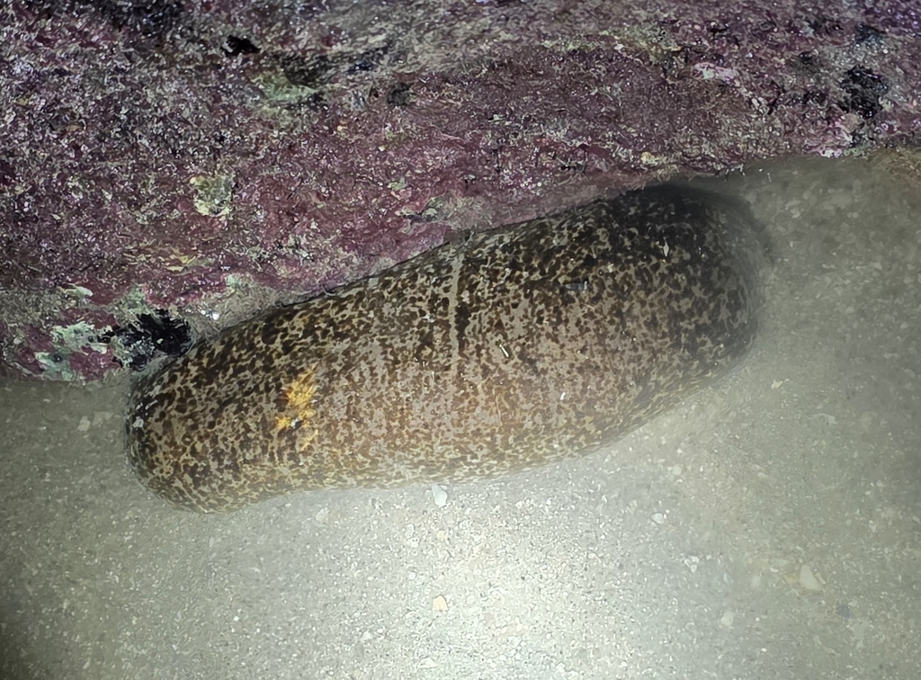 stone fish