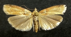Sciota rubescentella