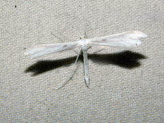 Hellinsia homodactylus