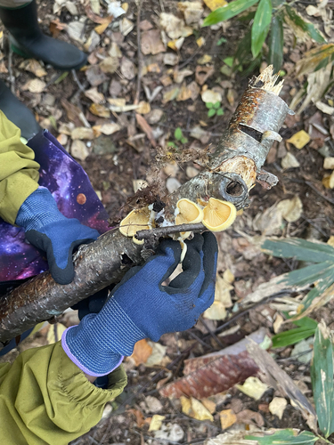 Phyllotopsis nidulans