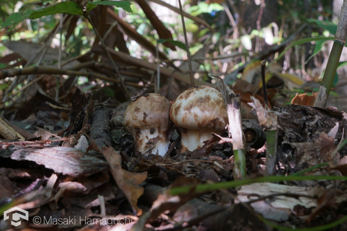 Tricholoma bakamatsutake