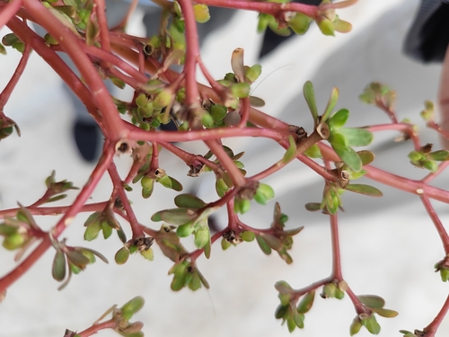 Common Purslane