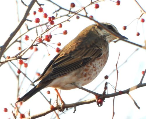 Zorzal de Naumann (Turdus naumanni)