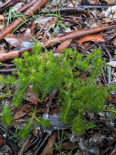 Stylidium adnatum (Stylidium adnatum)