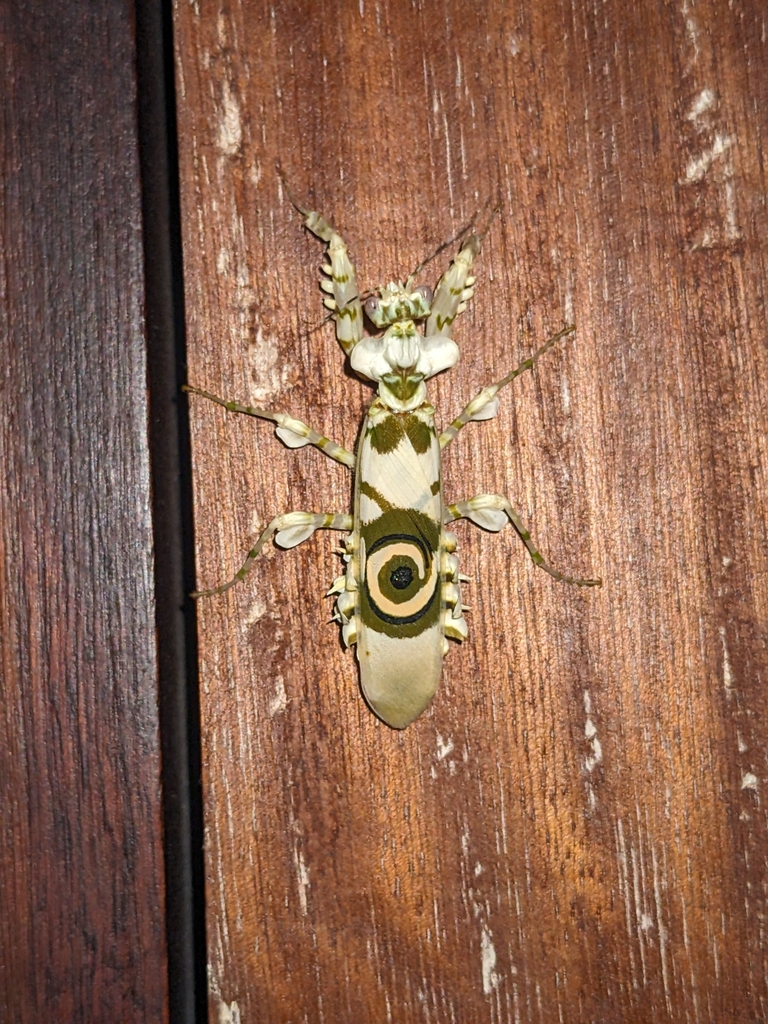 Pseudocreobotra amarae