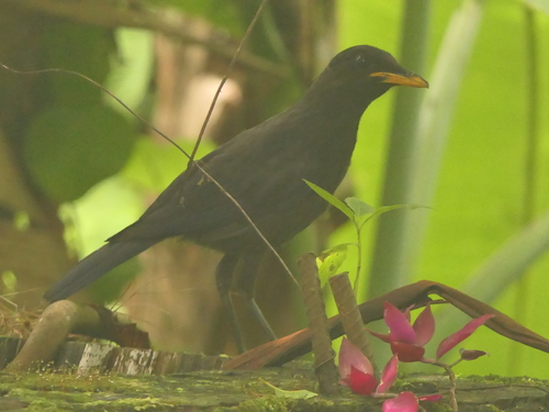 Blue Whistling Thrush (Myophonus caeruleus), photo 10