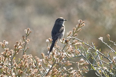 Leptasthenura aegithaloides