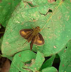 Corticea lysias