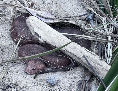 Southern Death Adder sighting