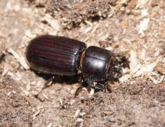 Aulacocyclus edentulus