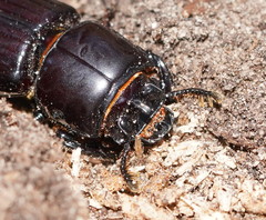 Aulacocyclus edentulus