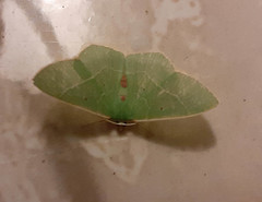 Nemoria lixaria