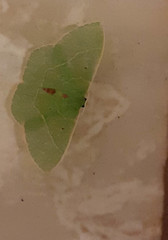 Nemoria lixaria