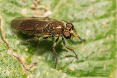 Atoniomyia