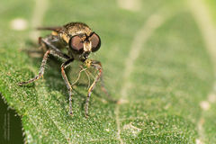 Atoniomyia