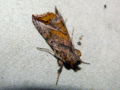 Pseudeva purpurigera