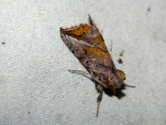 Pseudeva purpurigera