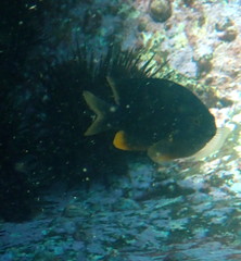 Plectroglyphidodon gascoynei