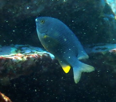 Plectroglyphidodon gascoynei