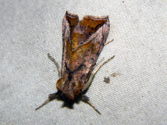 Pseudeva purpurigera