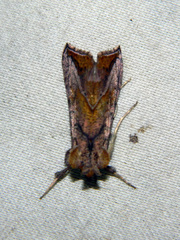 Pseudeva purpurigera