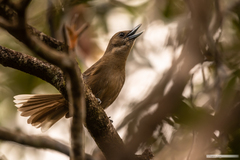 Southern Shrikebill photo 2
