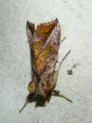 Pseudeva purpurigera