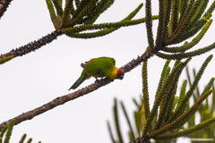 Eunymphicus cornutus