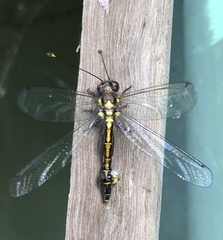 Suhpalacsa subtrahens