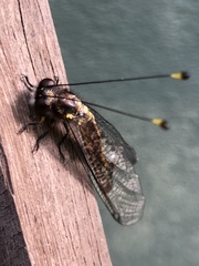 Suhpalacsa subtrahens