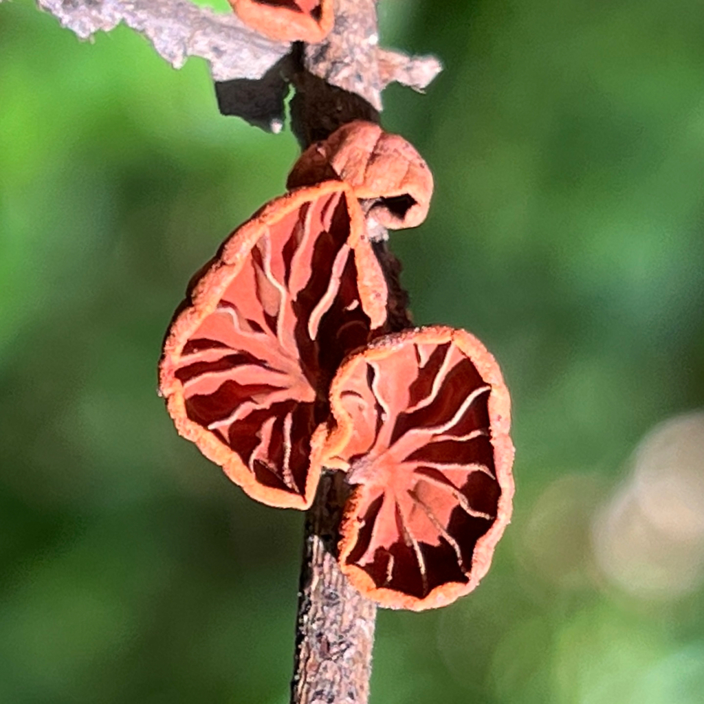 Anthracophyllum archeri · October 2025 · photo: © douch (iNaturalist, cc-by-sa)