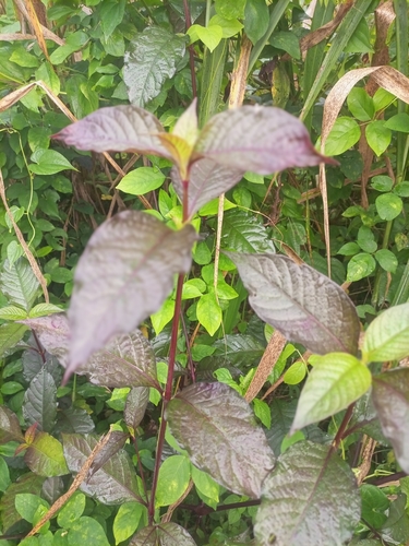 Ruby Leaf